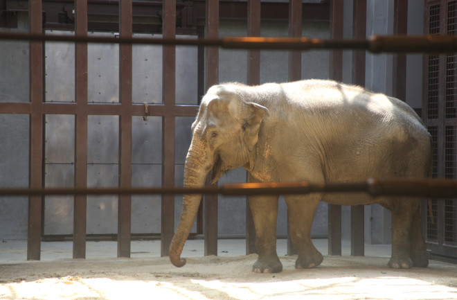 How Does Captivity Affect Wild Animals? | Discover Magazine