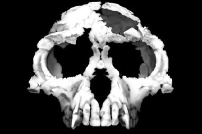 Homo Sapiens Meet Your New Astounding Family Discover Magazine