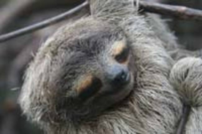 Sleeping-Sloth.jpg