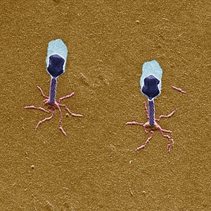phages