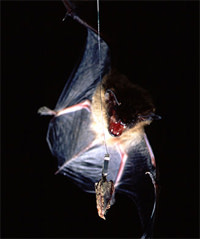 Bat_vs_moth.jpg