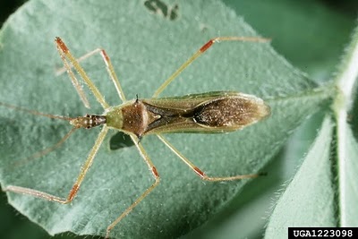 assassin-bug.jpg