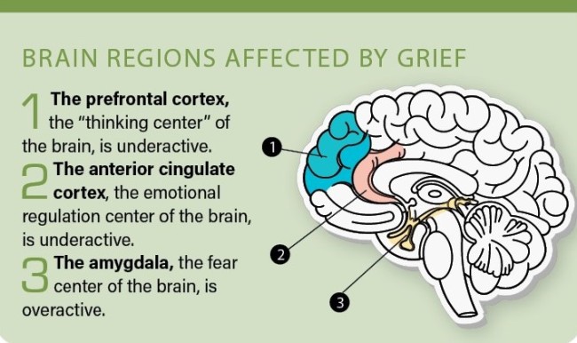 The Traumatic Loss of a Loved One Is Like Experiencing a Brain Injury