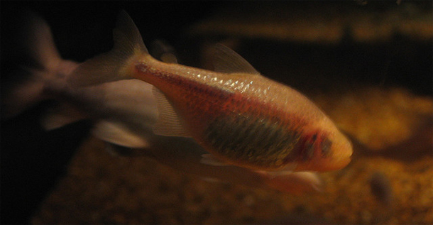 Cavefish.jpg