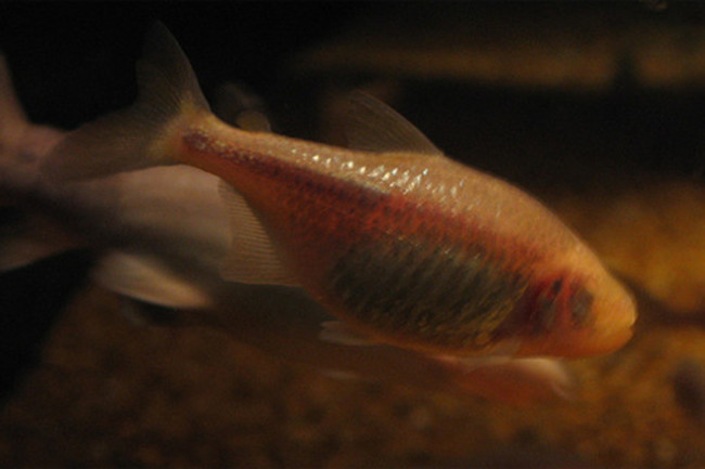 Sleepless In Mexico Three Cavefish Groups Independently Evolved cavefish groups independently evolved