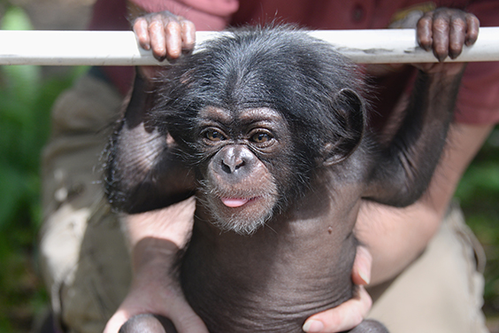 primates-chimp-keeva-3-may-5-2015.jpg
