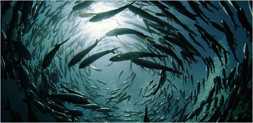 fishschool500.jpg