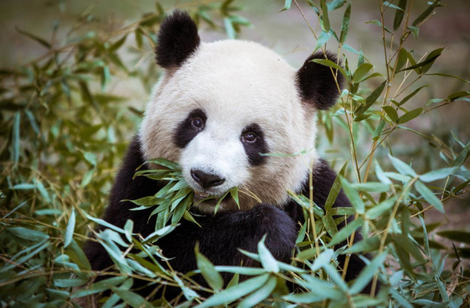 giant panda eats a diet of bamboo