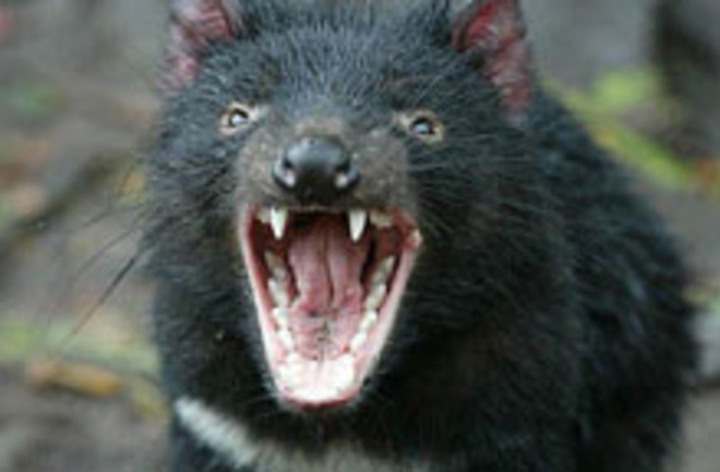 tasmanian-devil.jpg
