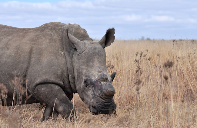 rhino-dehorned.jpg