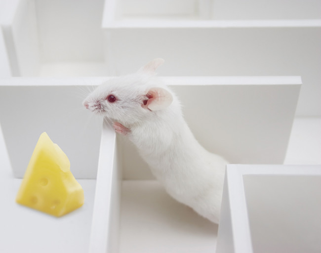 mouse-maze.jpg
