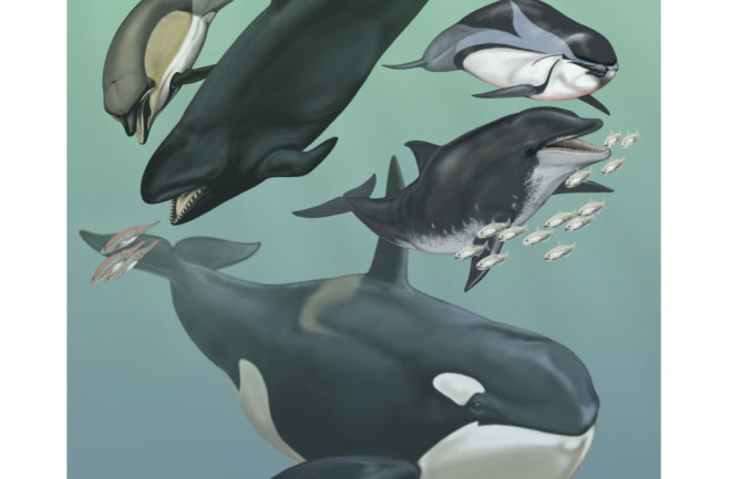 Cetaceans-1024x933