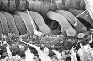 Inner Ear Hairs - Science Source