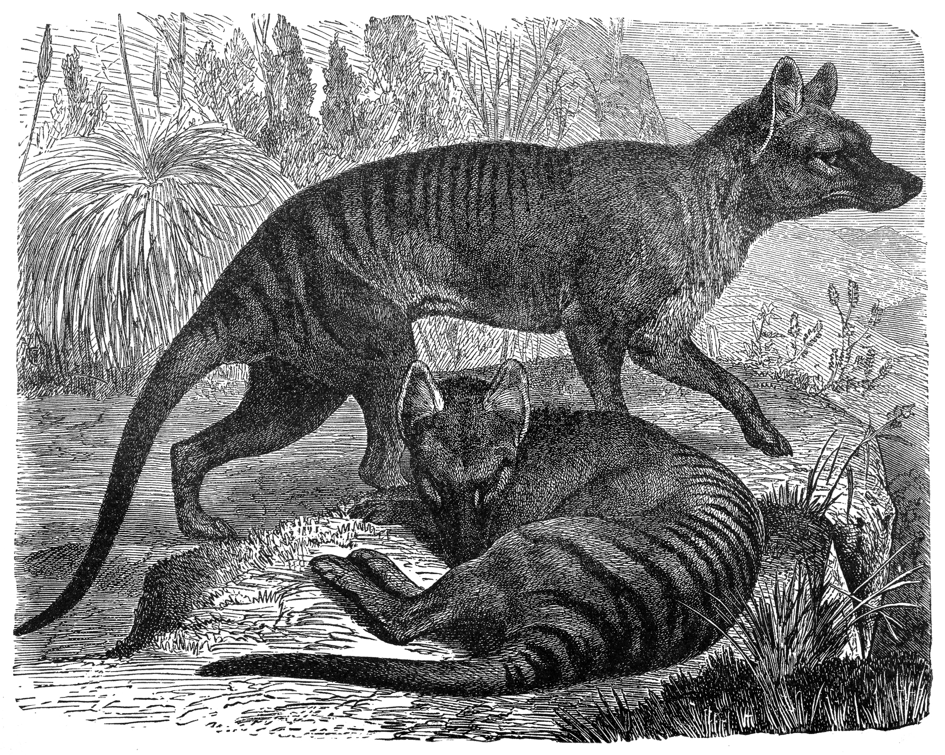 Odds that Tasmanian tigers are still alive are 1 in 1.6 trillion