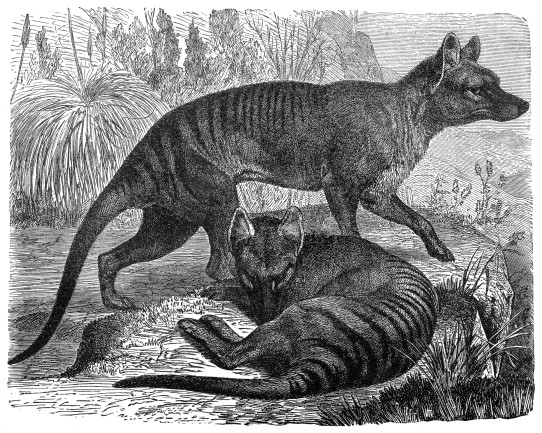 Tasmanian Tiger - Thylacinus cynocephalus