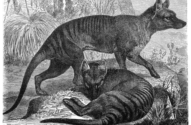 Tasmanian Tiger - Thylacinus cynocephalus