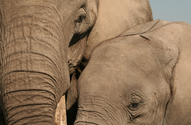 A close-up of an elephant mother and her daughter. (Credit: Graeme Shannon:Shutterstock)