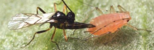 Wasp_aphid.jpg