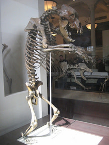 cave-bear.jpg