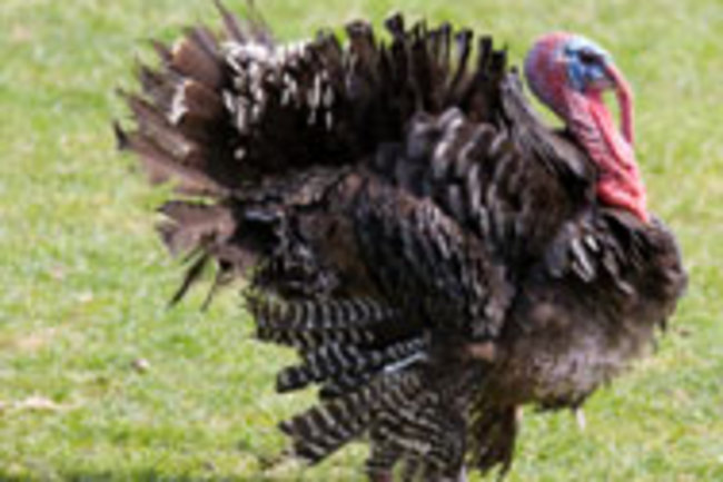 Go Green This Thanksgiving Turn Turkey Guts Into Oil Discover Magazine