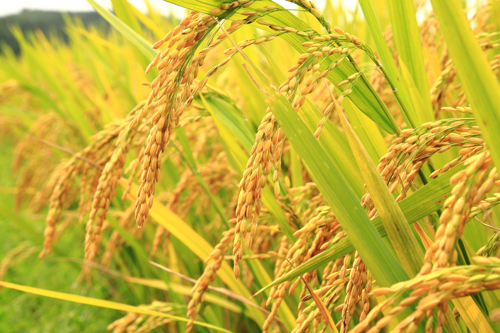 arsenic-tainted-rice-is-harmful-to-humans-discover-magazine