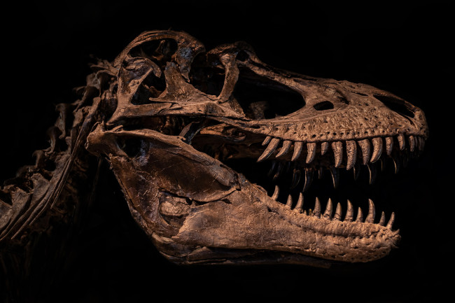 Megalosaurus skull