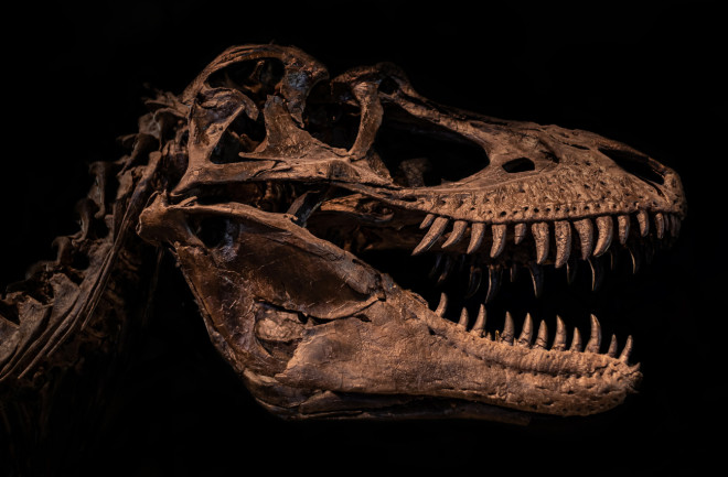 Megalosaurus skull
