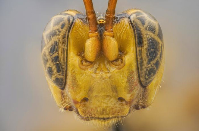 5 New Animal Species Discovered in 2023 | Discover Magazine
