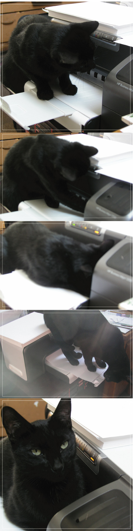 cattoworkmontage.jpg