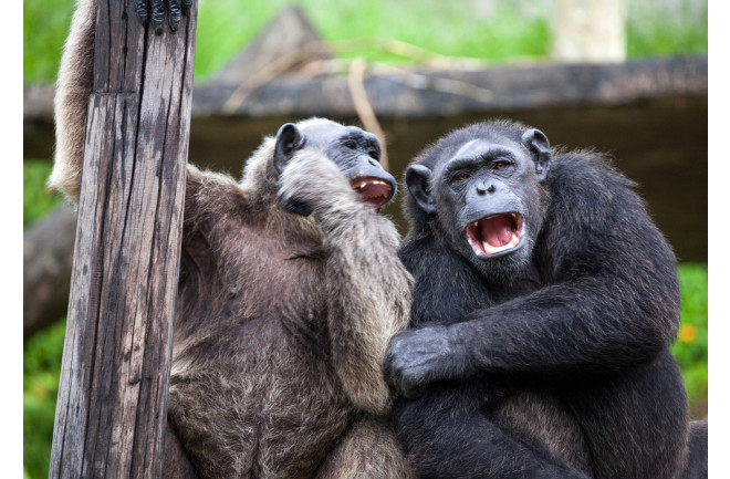 can chimpanzees talk