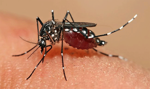 Aedes_mosquito.gif