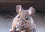 mouse%2025.jpg