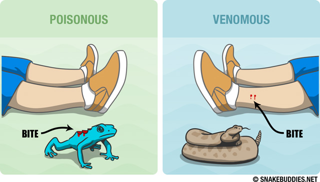 Toxine venom, din venin - Traducere în engleză - exemple în română | Reverso Context