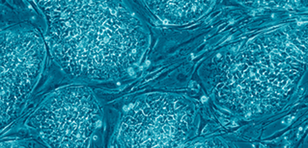 Stem-cells.gif