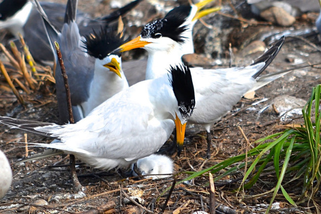 Chinese Crested Tern - Oregon State University via Flickr