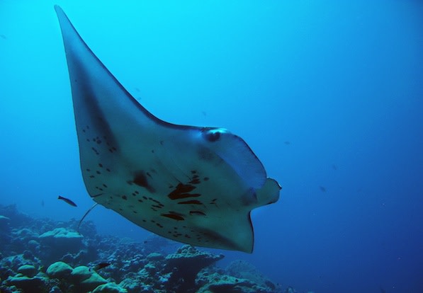 manta_G_Williams1.jpg