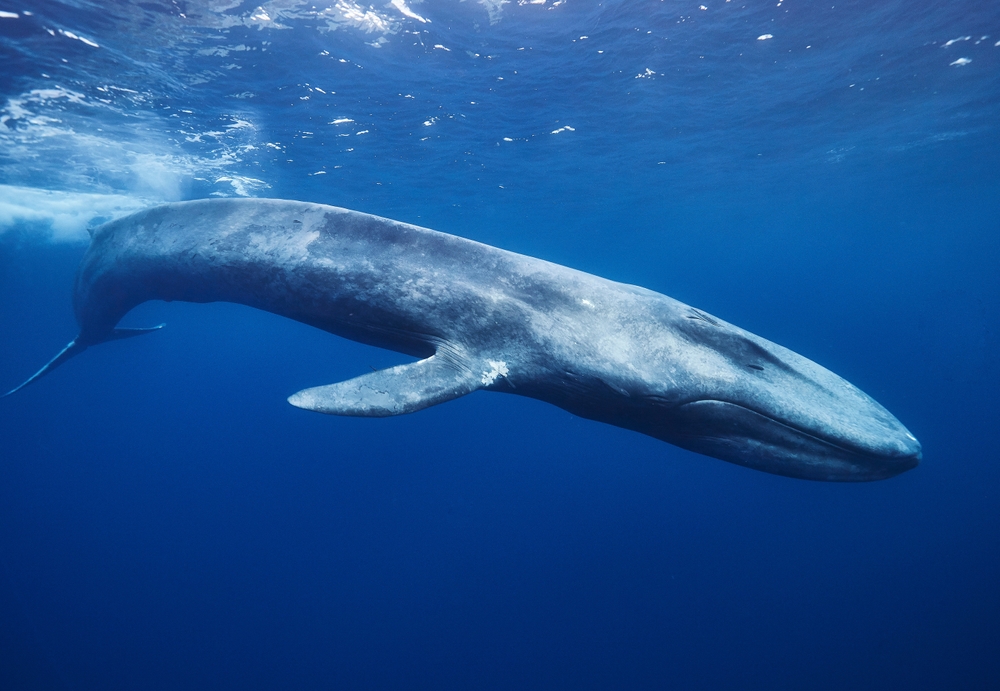 Some Baleen Whales Sing at Low Frequency to Avoid Killer Whale Attacks