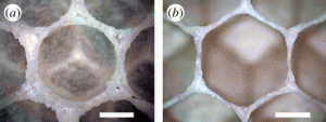 Figure 1. Italian honeybee (Apis mellifera Ligustica) comb cell at (a) ‘birth’, and at (b) 2-days old, scale bar is 2 mm. (Online version in colour.)