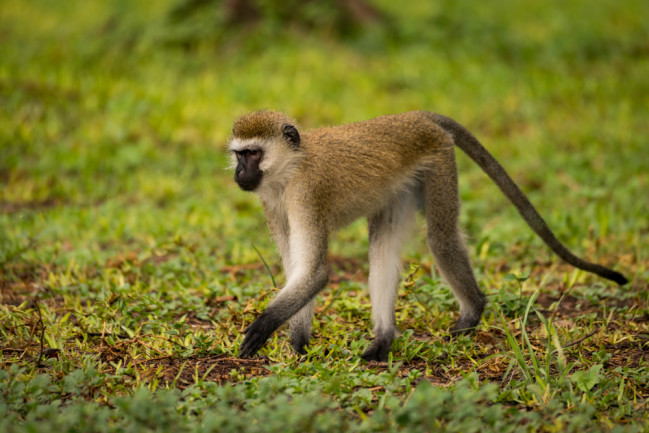 A vervet monkey walks across a wet lawn.