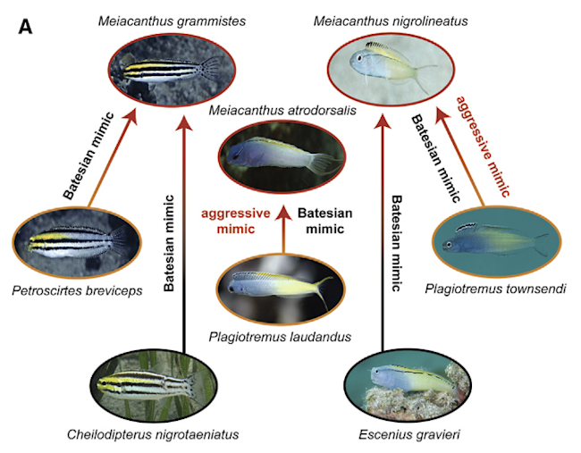 Blenny_mimicry_figure.png