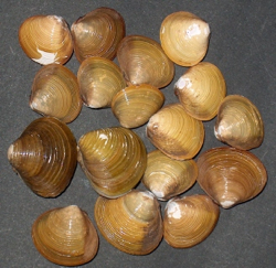 Corbicula.jpg