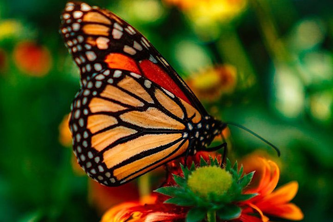 Monarch meritt-thomas-unsplash
