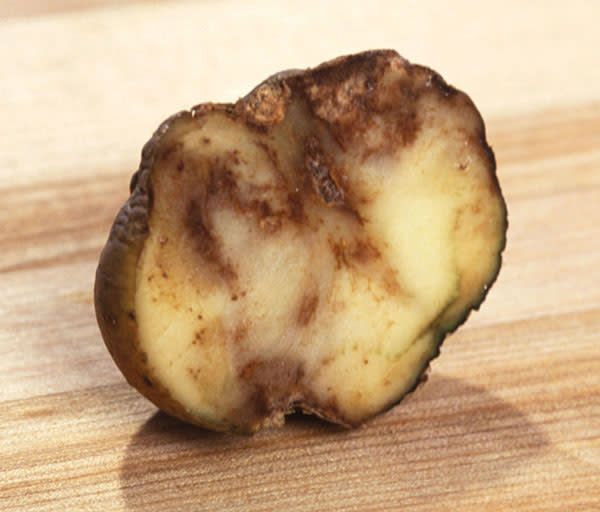 potato-late-blight.jpg