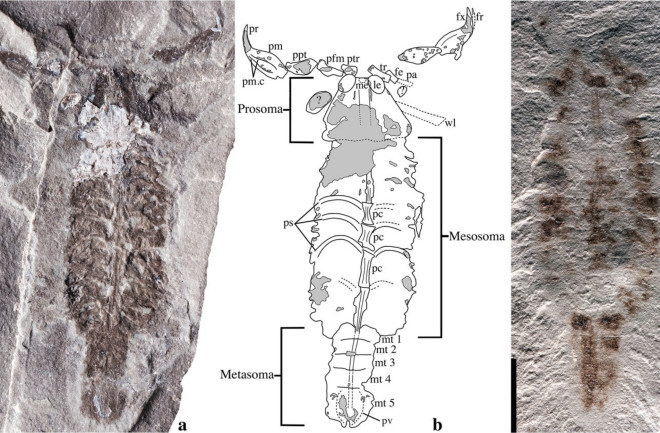 Parioscorpio