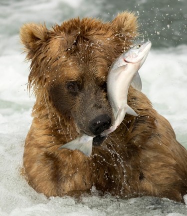Alaskan grizzly bear - Alamy