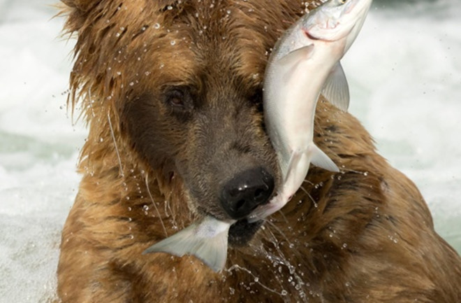 Alaskan grizzly bear - Alamy