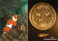 Clownfish.jpg