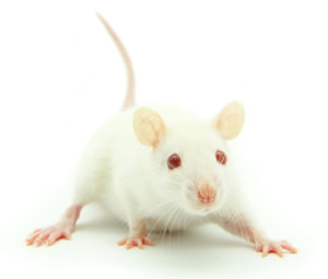 mousemedia