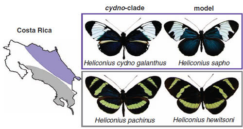 Galanthus_pachinus.jpg