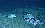3_sculpins2.jpg